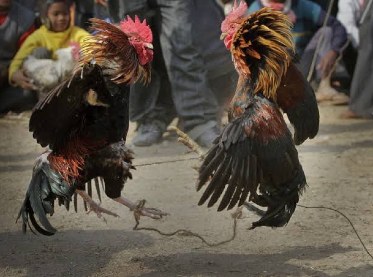 Congreso de Hidalgo declara peleas de gallos patrimonio cultural para evitar prohibición