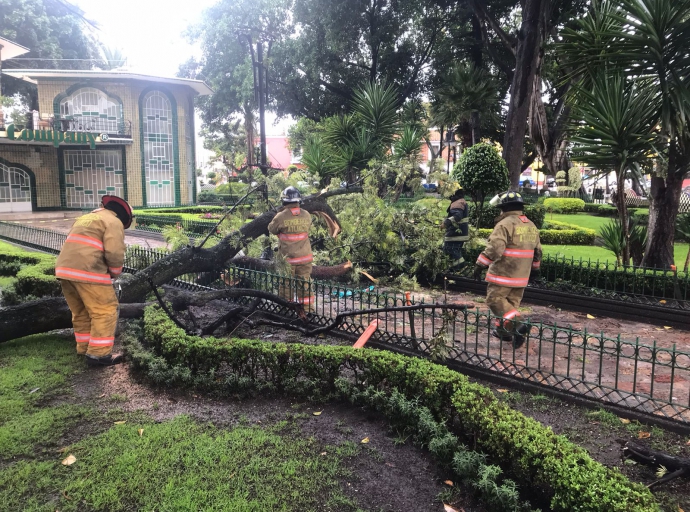 Cae rama de árbol y daña lámpara del zócalo de Atlixco