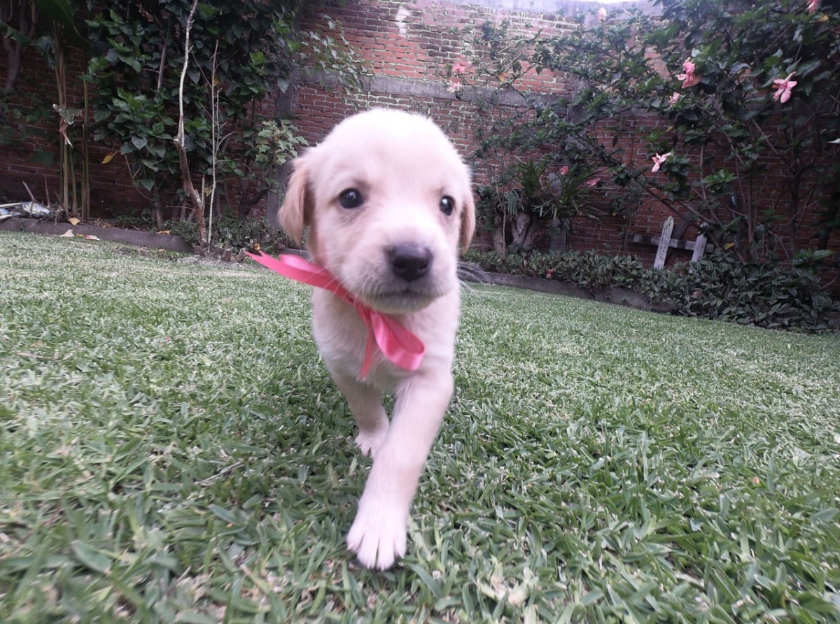 Nada que celebrar en el día del perro en Atlixco 