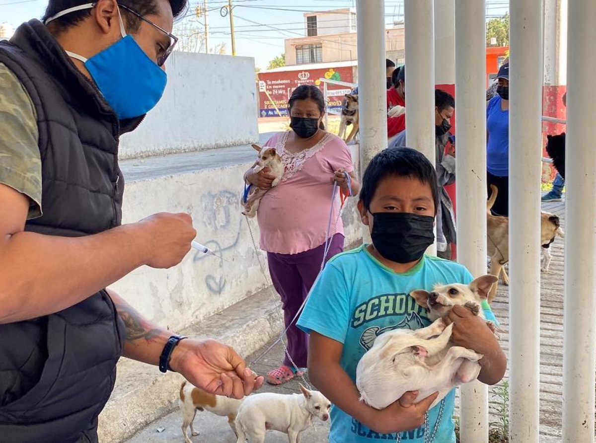 Módulo permanente de vacunación antirrábica en el centro de salud 