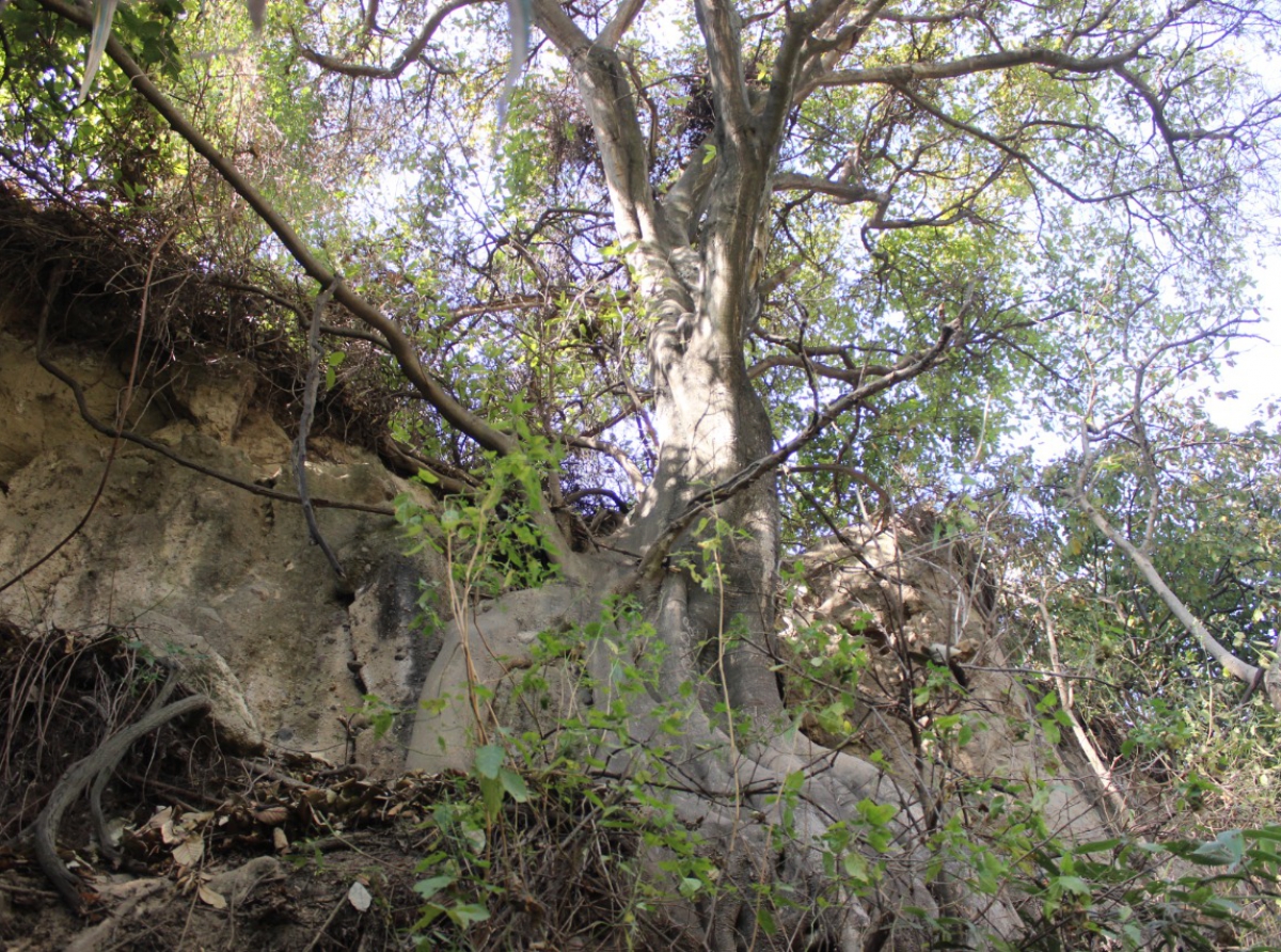 Activistas sociales y colegiado de arquitectos en Atlixco, convocan a una faena para rescate de la barranca del Cuexcomate 