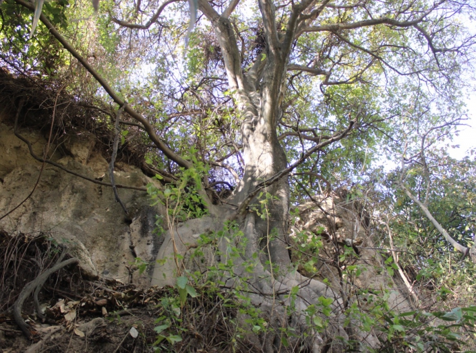 Activistas sociales y colegiado de arquitectos en Atlixco, convocan a una faena para rescate de la barranca del Cuexcomate 