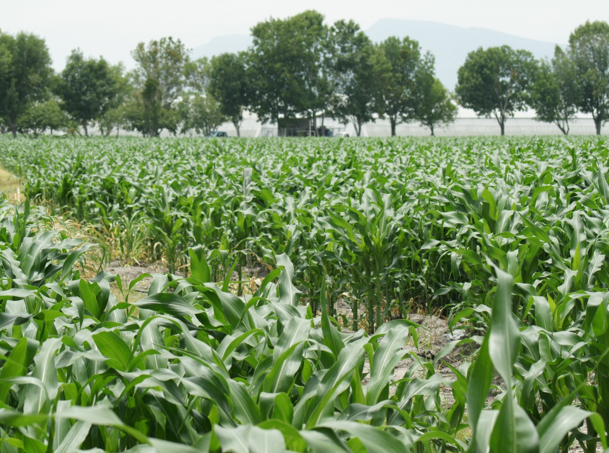 En Atzizihuacan, abuelito es encontrado sin vida en campos de cultivo 