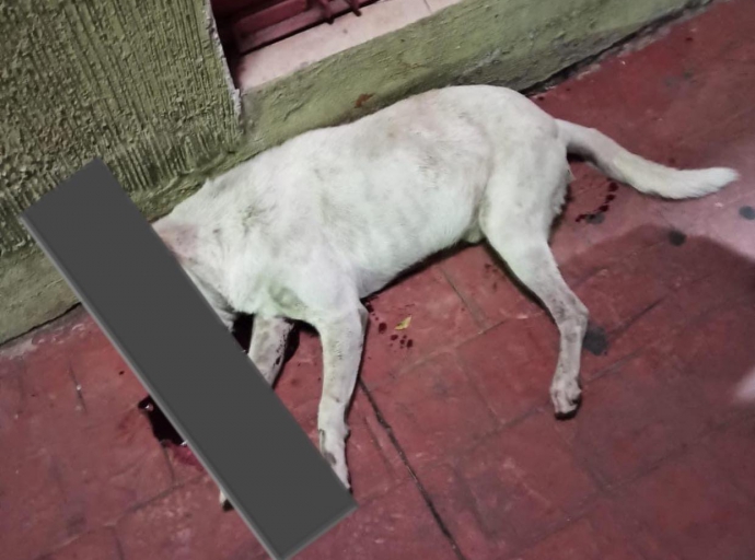 Perrito es asesinado a tiros por un sujeto desconocido 