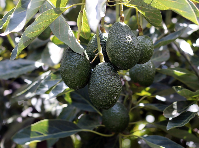 El aguacate de Atlixco estará disponible en tiendas de Grupo Chedraui.