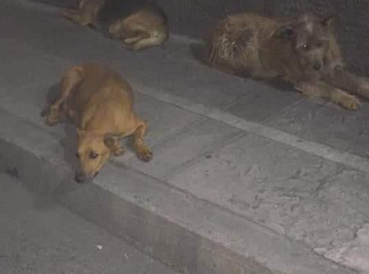 Bienestar Animal y vecinos le buscan hogar a los perros don José