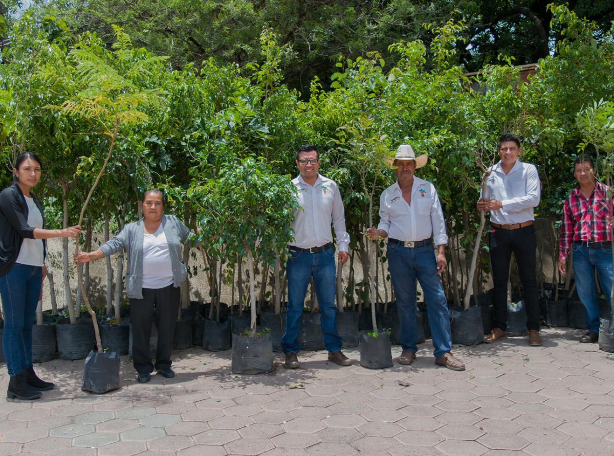 "Adopta a un árbol” programa de reforestación en Atzitzihuacan 