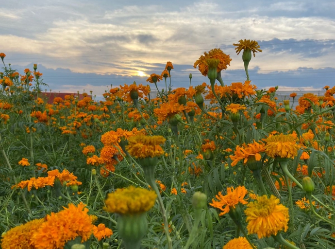 A partir del 24 de octubre la plazuela de Santa Rita operará las 24 horas para la venta de flor 