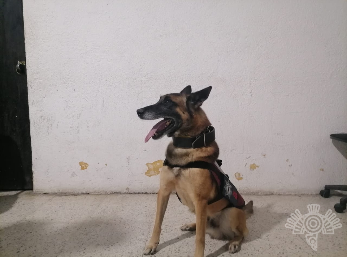 Tras revisiones en centros penitenciarios, oficiales caninos detectan droga: SSP