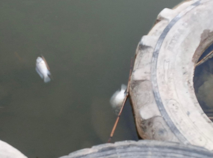 Mueren peces de la laguna de San Juan Epatlan 