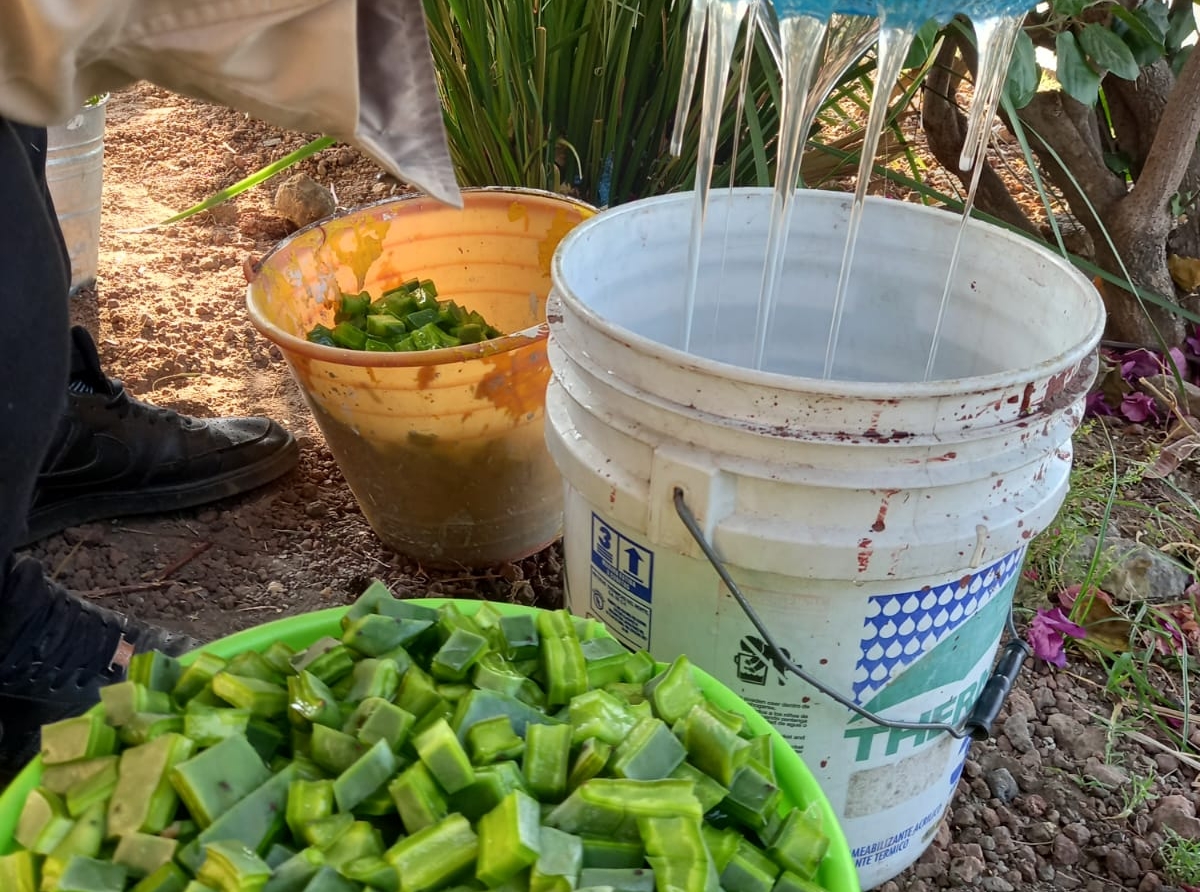 Aprenden niños a realizar pintura con baba de nopal en Coyula, Atlixco 