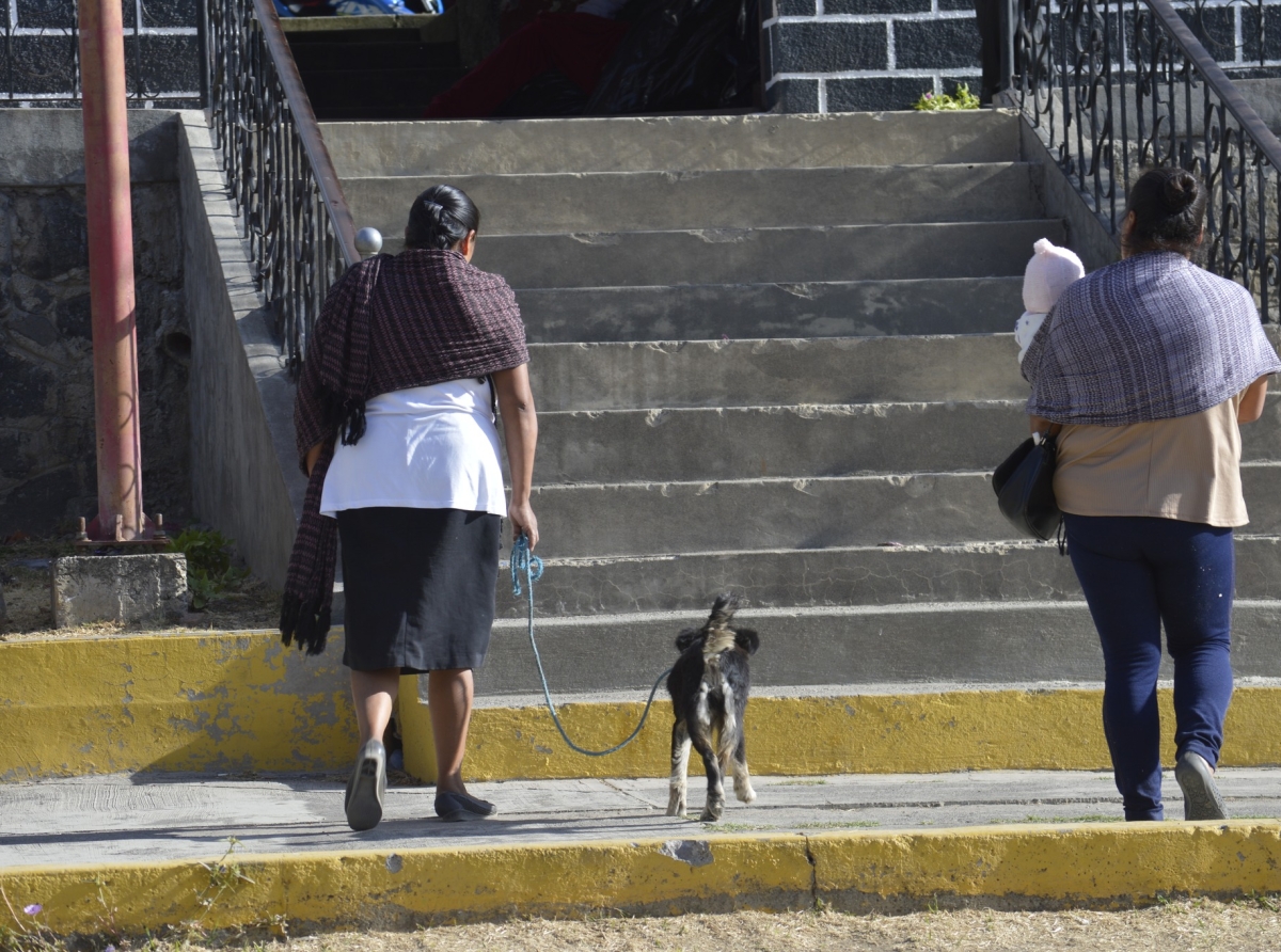 Esterilizaciones, opción para combatir la sobrepoblación canina en Tochimilco 