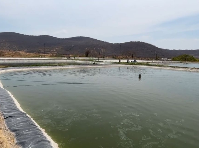 En Tlapanalá, se encuentra uno de los criaderos de tilapia más grande la región ¡Conócelo!