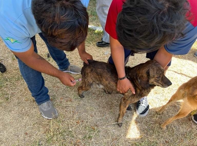 En Atlixco, se han aplicado al menos 10 mil dosis de vacunas contra la rabia 