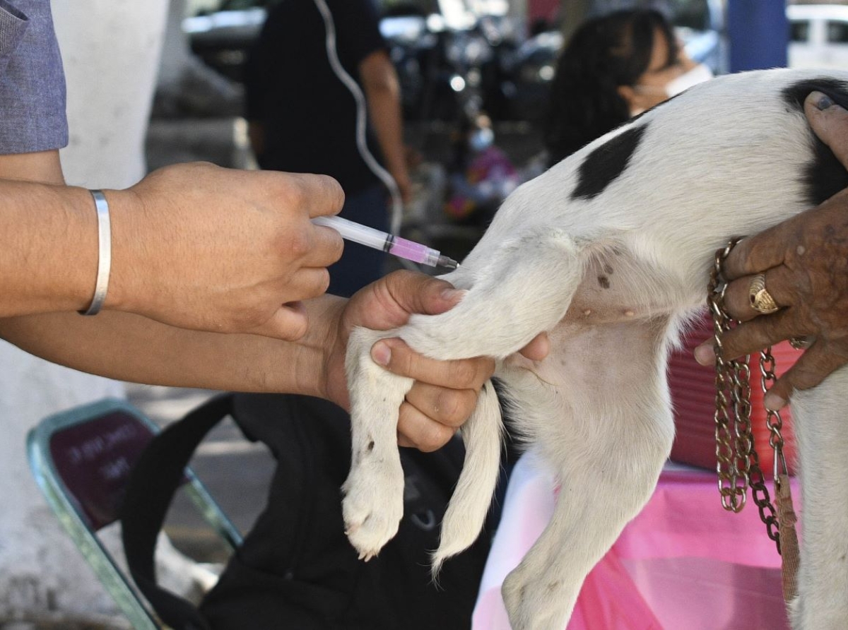Extiende Salud Jornada Estatal Intensiva Antirrábica Canina y Felina