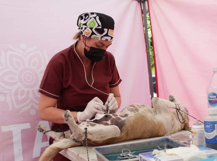 Se integra nuevamente las esterilizaciones en Atlixco