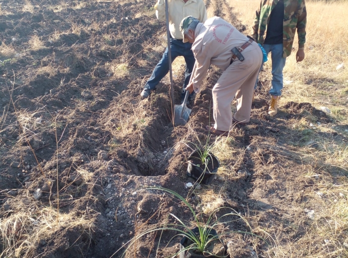 En Izúcar de Matamoros trabajan para el rescate de la planta de cucharilla, herencia cultural mixteca 