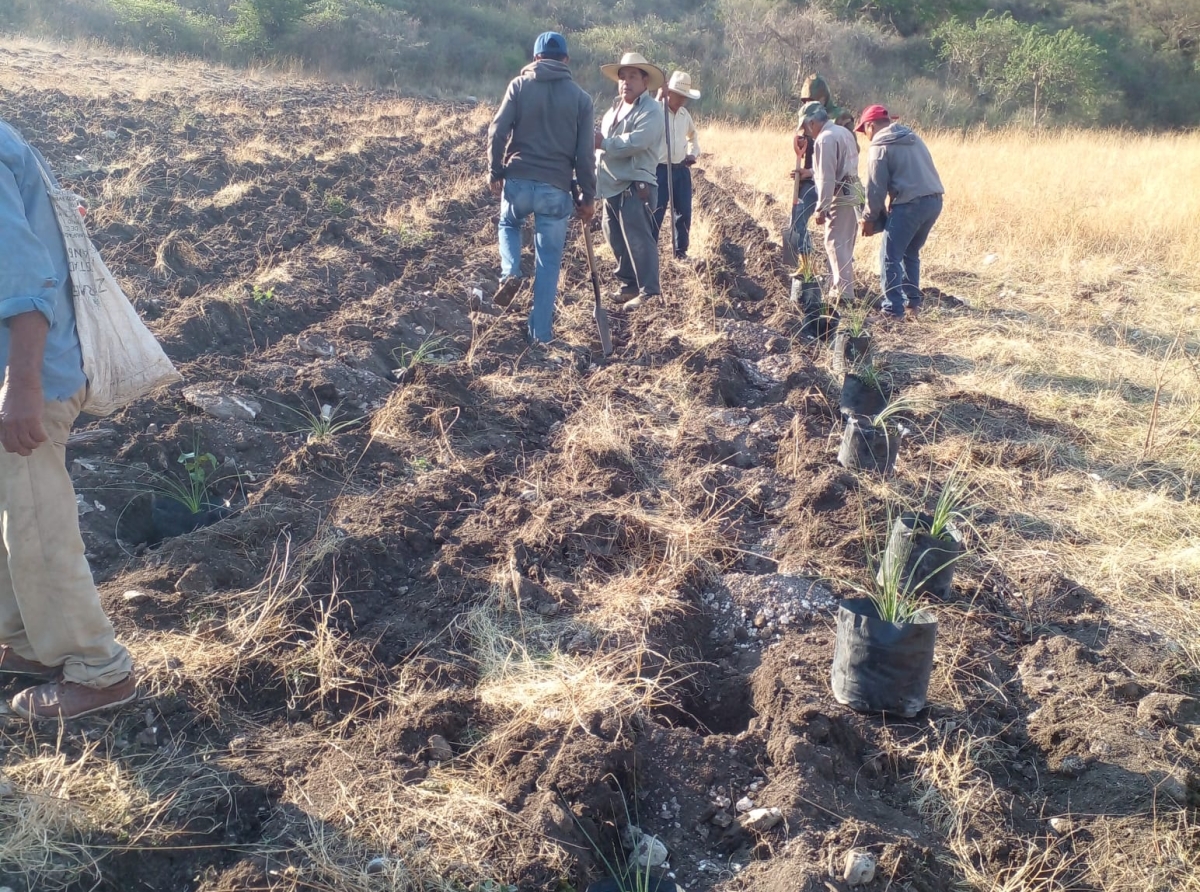 Rescatar la planta de cucharilla es rescatar nuestra herencia cultural mixteca