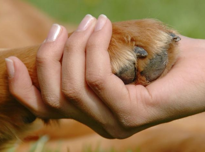  Se imparten pláticas para fomentar respeto a los animales en Atlixco