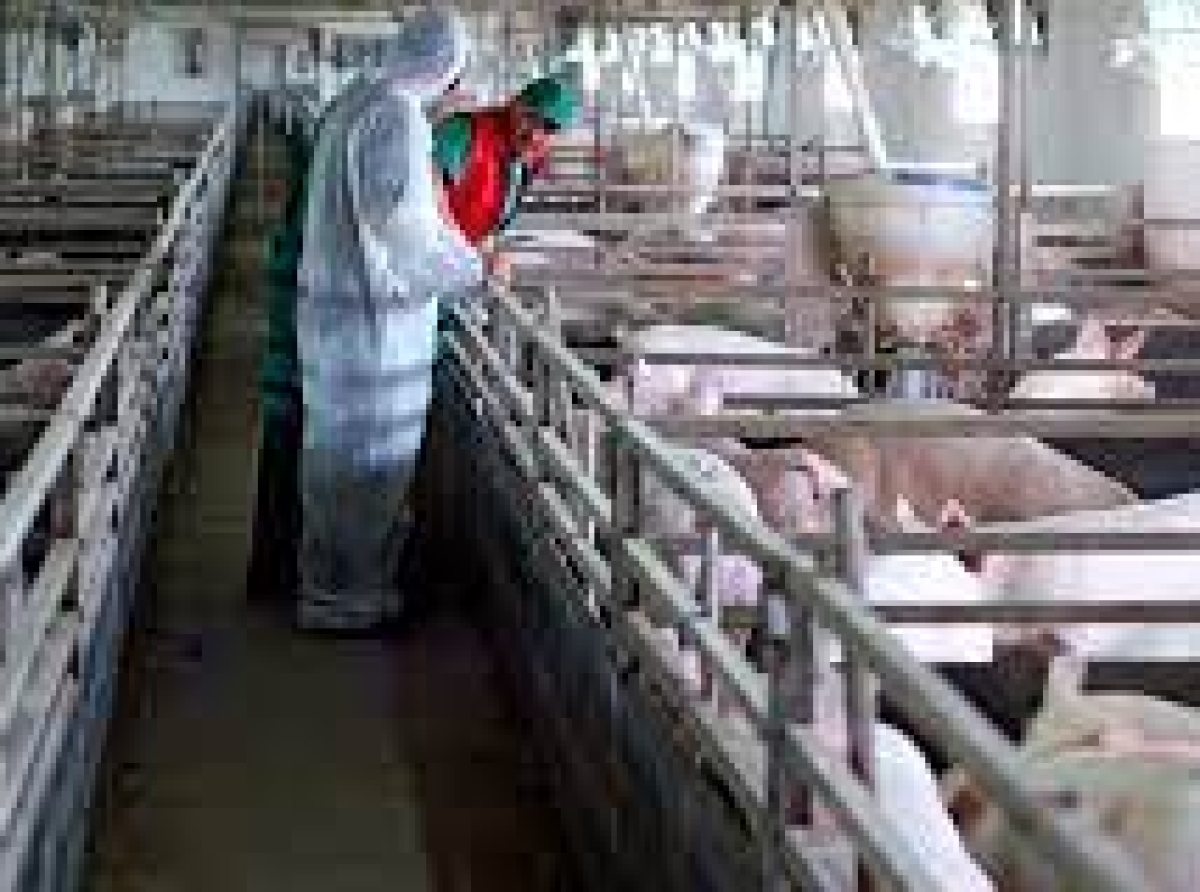 Muere trabajador de granja porcina electrocutado en Huaquechula 