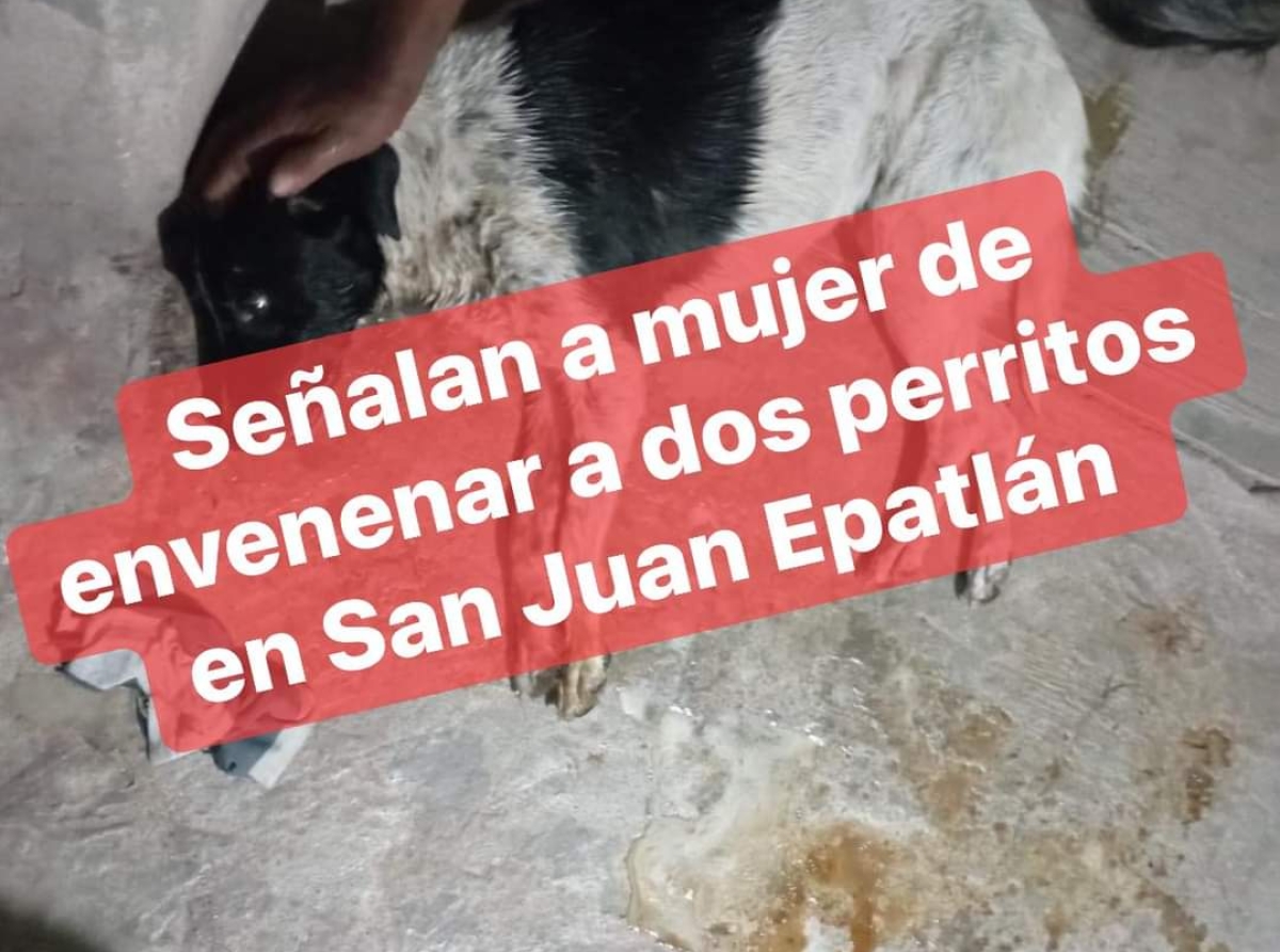 Envenenan perritos en San Juan Epatlán