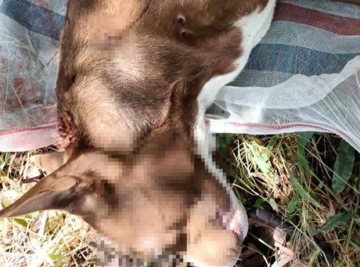 En Tochimilco, acusan a hombre por asesinar a una perrita con arma de fuego