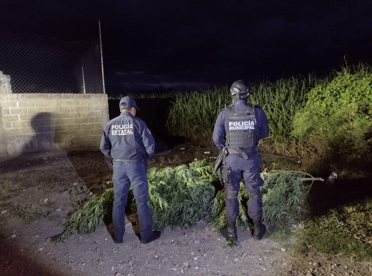 Policía estatal y municipal de Izúcar incautan terreno con sembradíos de marihuana