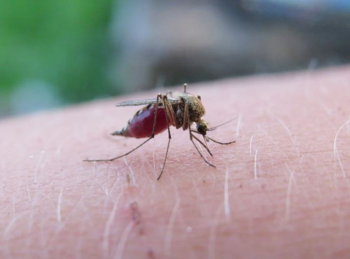 En 24 horas, Puebla registra 17 casos de dengue: Salud