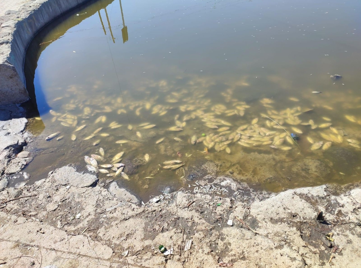 Sobrepoblación y falta de oxigenación fue la causa de muerte de los peces del jagüey de Coyula 