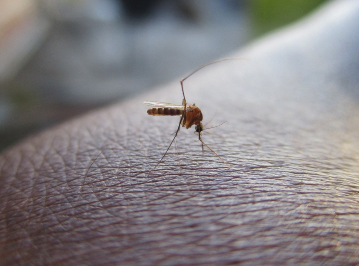 Reporta Salud 14 hospitalizados por dengue