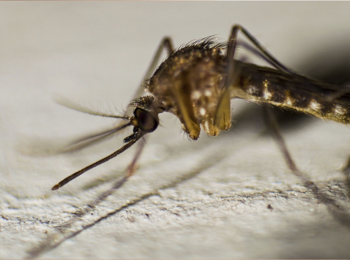 Puebla, sin nuevos casos de dengue: Salud