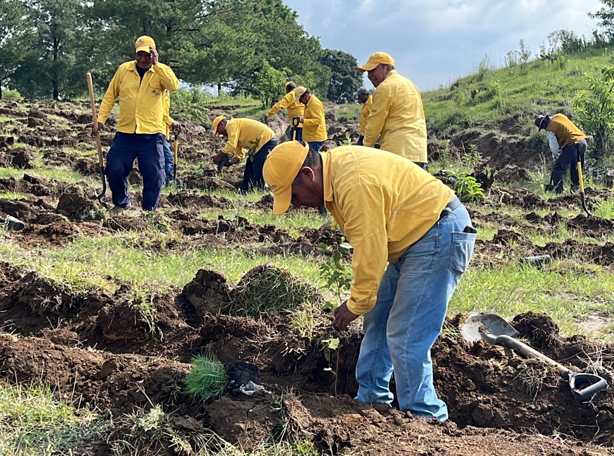 Para evitar problemas de erosión, el SOAPAMA realiza reforestación en la Microcuenca del Río Aguisoc