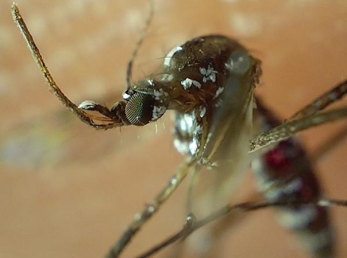 Puebla, sin decesos ni nuevos contagios de dengue en últimas 24 horas: Salud