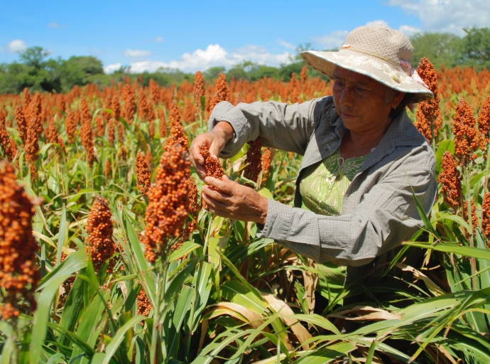 Impulsa gobierno de Puebla producción de sorgo en la Mixteca