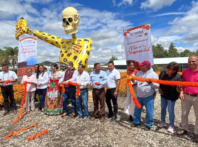 Inician la venta de flor de muerto en maceta, desbanca la tradicional flor de cielo abierto 