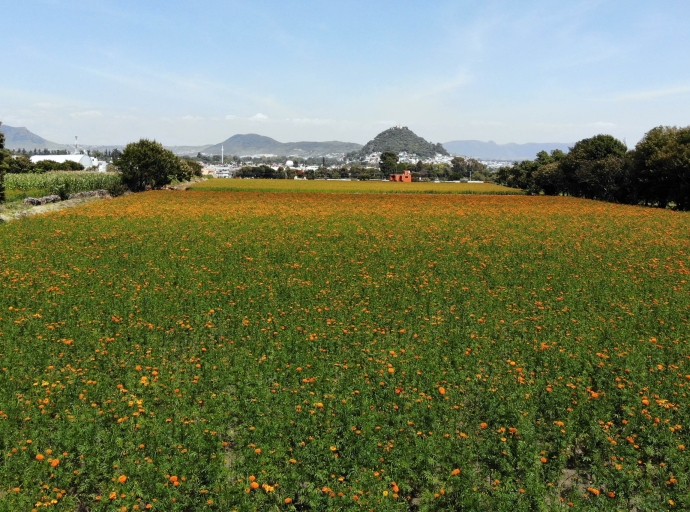 Otorga gobierno de Puebla beneficios a floricultores