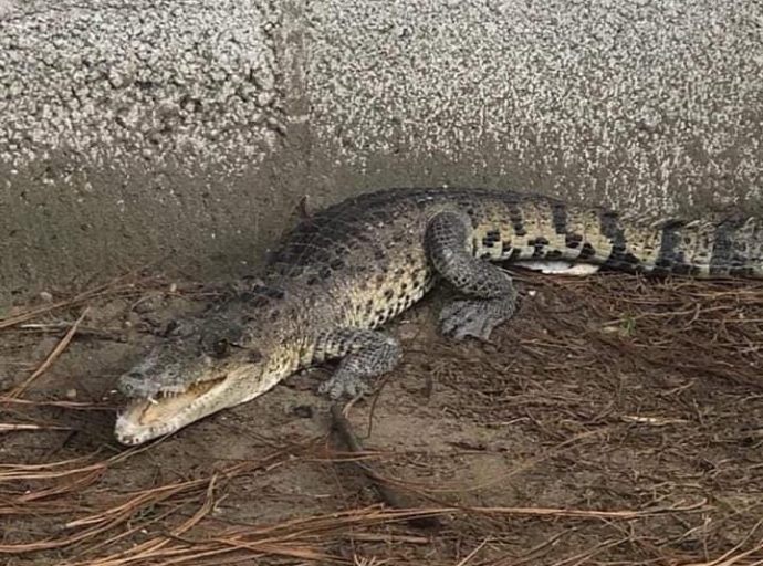 Maestros y padres de familia capturan cocodrilo de un metro de largo en preescolar de Amozoc