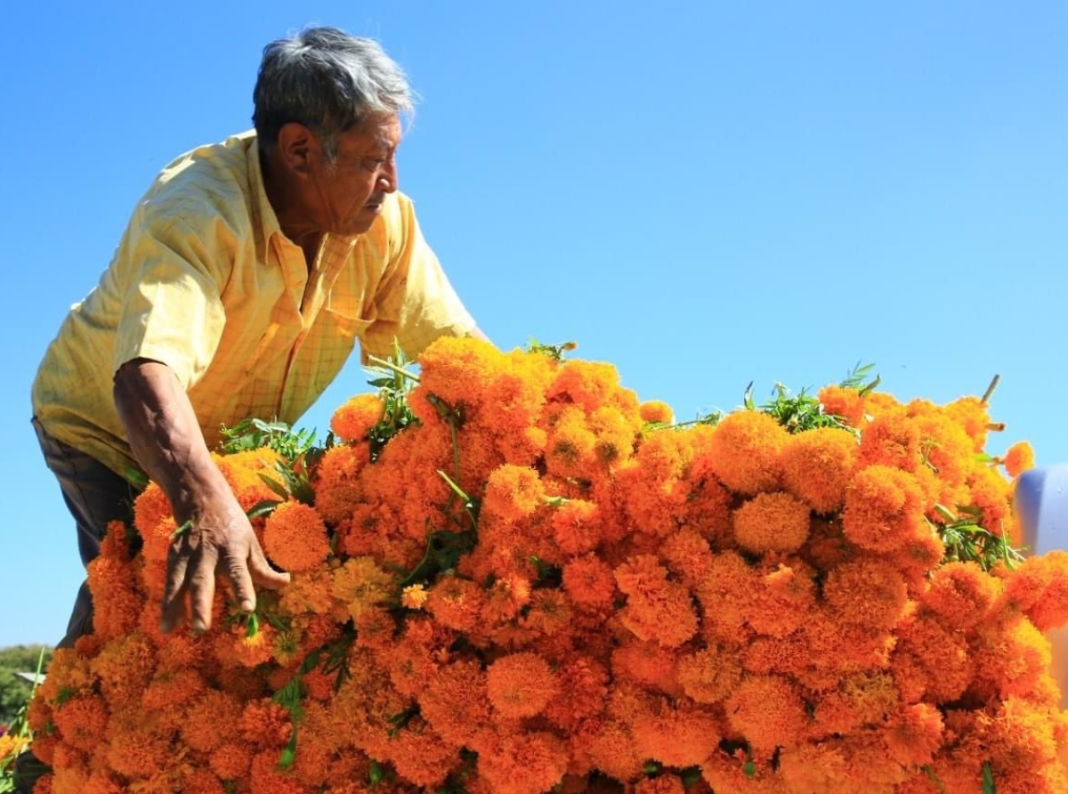 Del 25 de octubre al 02 de noviembre adquiere flor de temporada de Todos Santos en la Plazuela Santa Rita