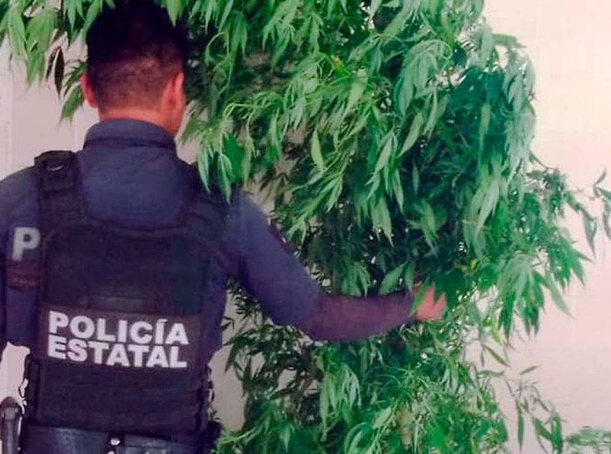 En Xochitlán, Policía Estatal asegura una planta de marihuana