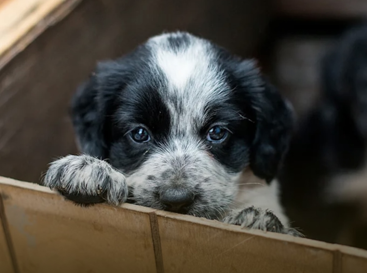 ¿Por qué no pedir una mascota por Reyes?