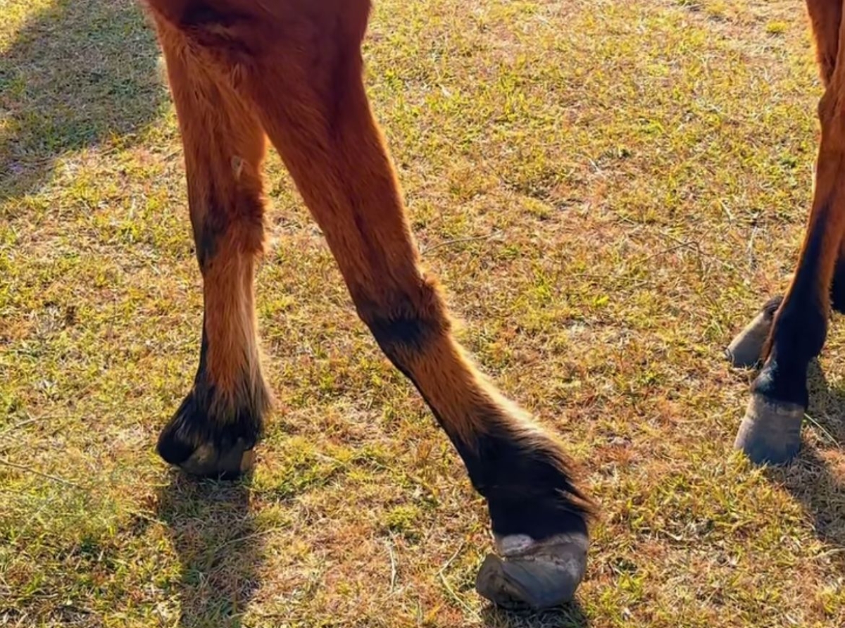 Bienestar Animal de Atlixco y Cuacolandia rescatan a yegua en Metepec; estaba en malas condiciones 