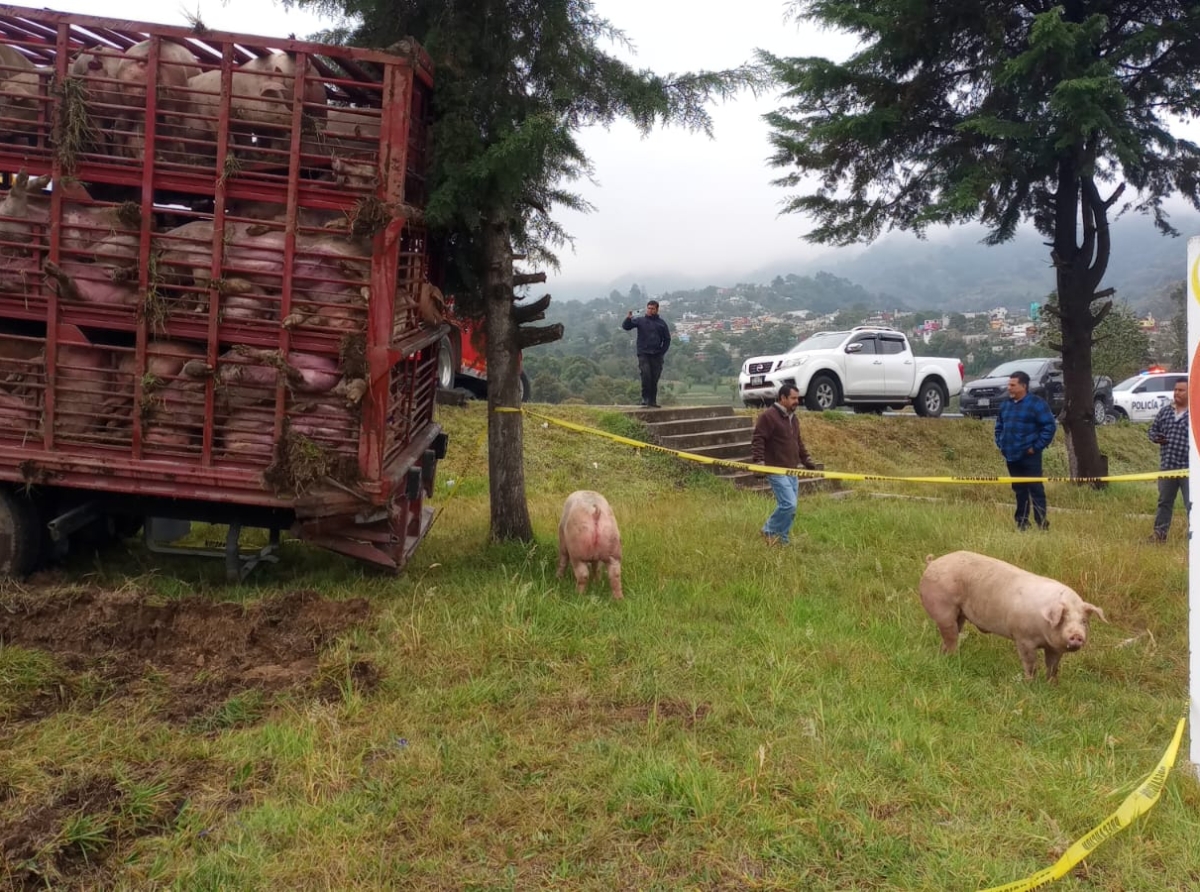 Volcadura de camión cargado de cerdos provoca pérdidas en Chignautla