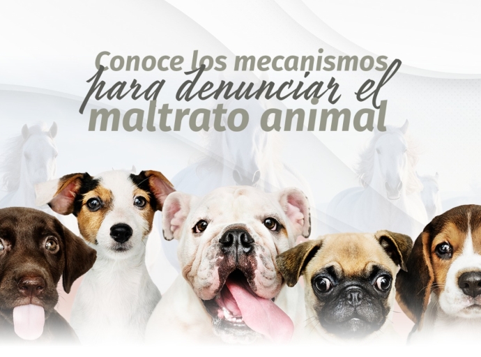 Refuerza Congreso del Estado mecanismos de denuncia ante casos de maltrato animal 