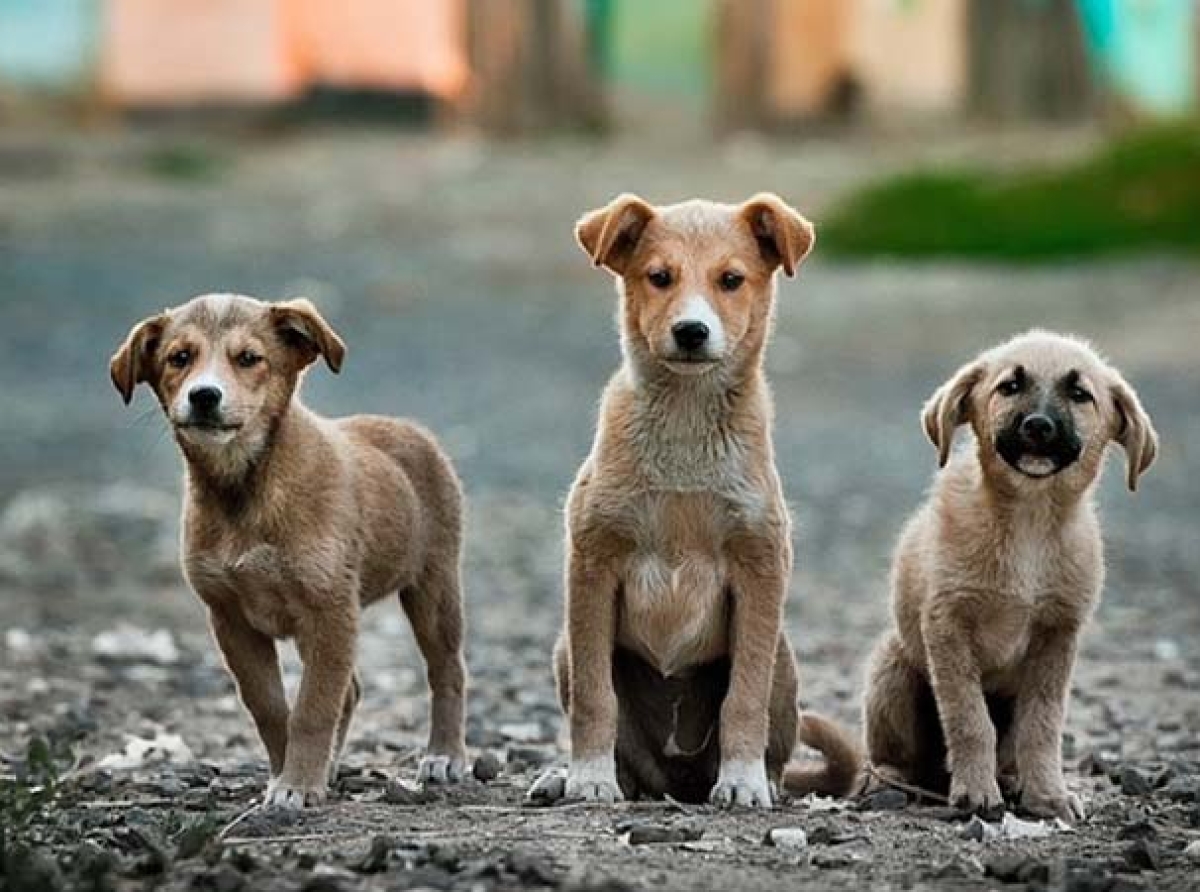 Proponen 12 años de cárcel y multas de hasta 80 mil pesos por consumo humano de animales domésticos en Puebla