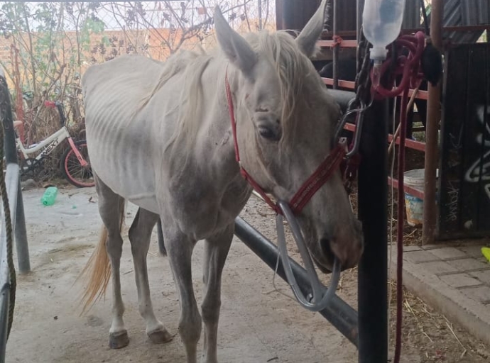 Abandonan a yegua golpeada en calles de San Andrés Cholula