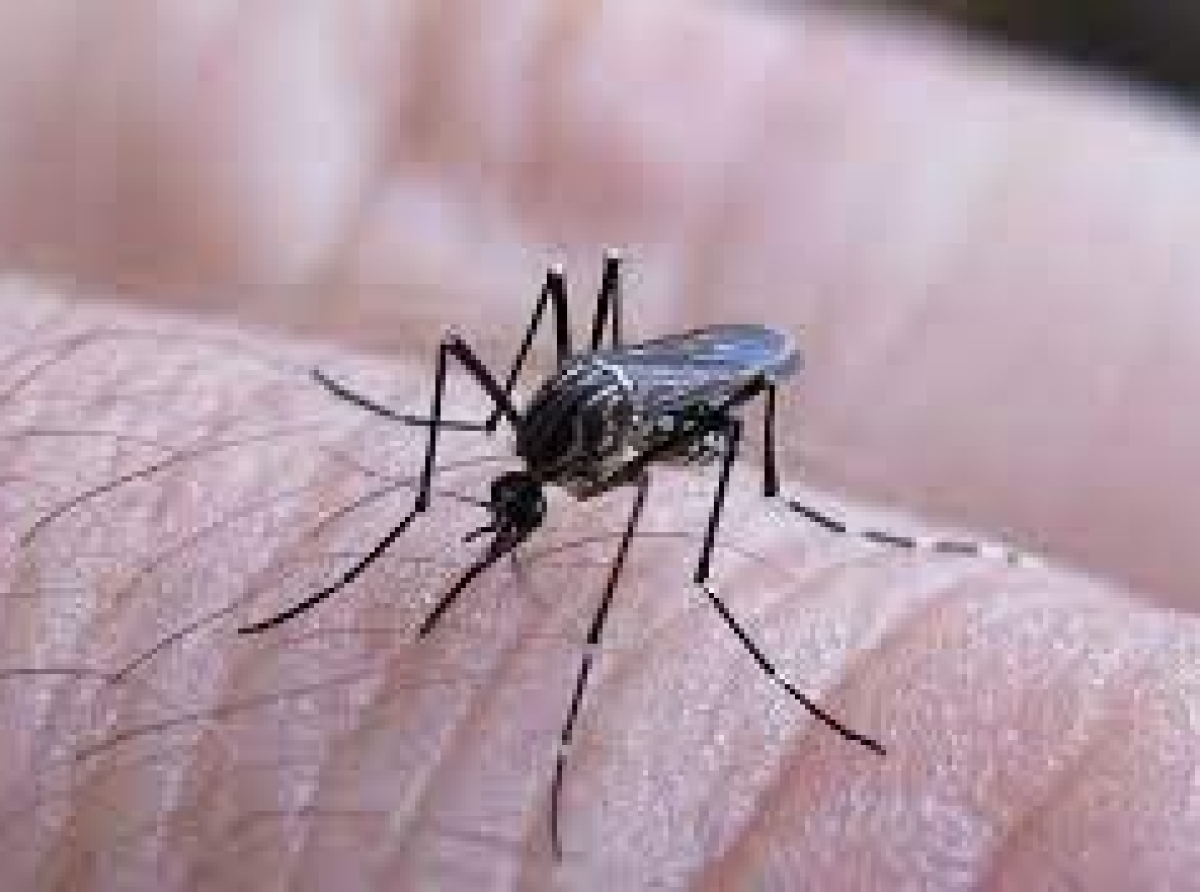 ¿Qué es el dengue? Los síntomas y riesgos de la enfermedad