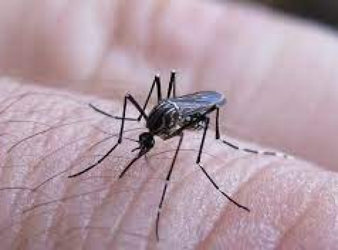 ¿Qué es el dengue? Los síntomas y riesgos de la enfermedad