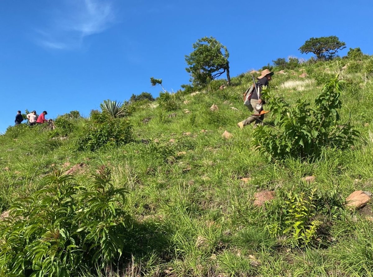 Ciudadanos plantan 162 árboles en Cerro del Charro, Atlixco