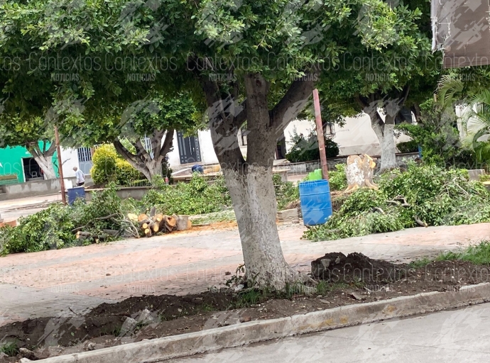 Vecinos de San Juan Epatlán denuncian tala de árboles 