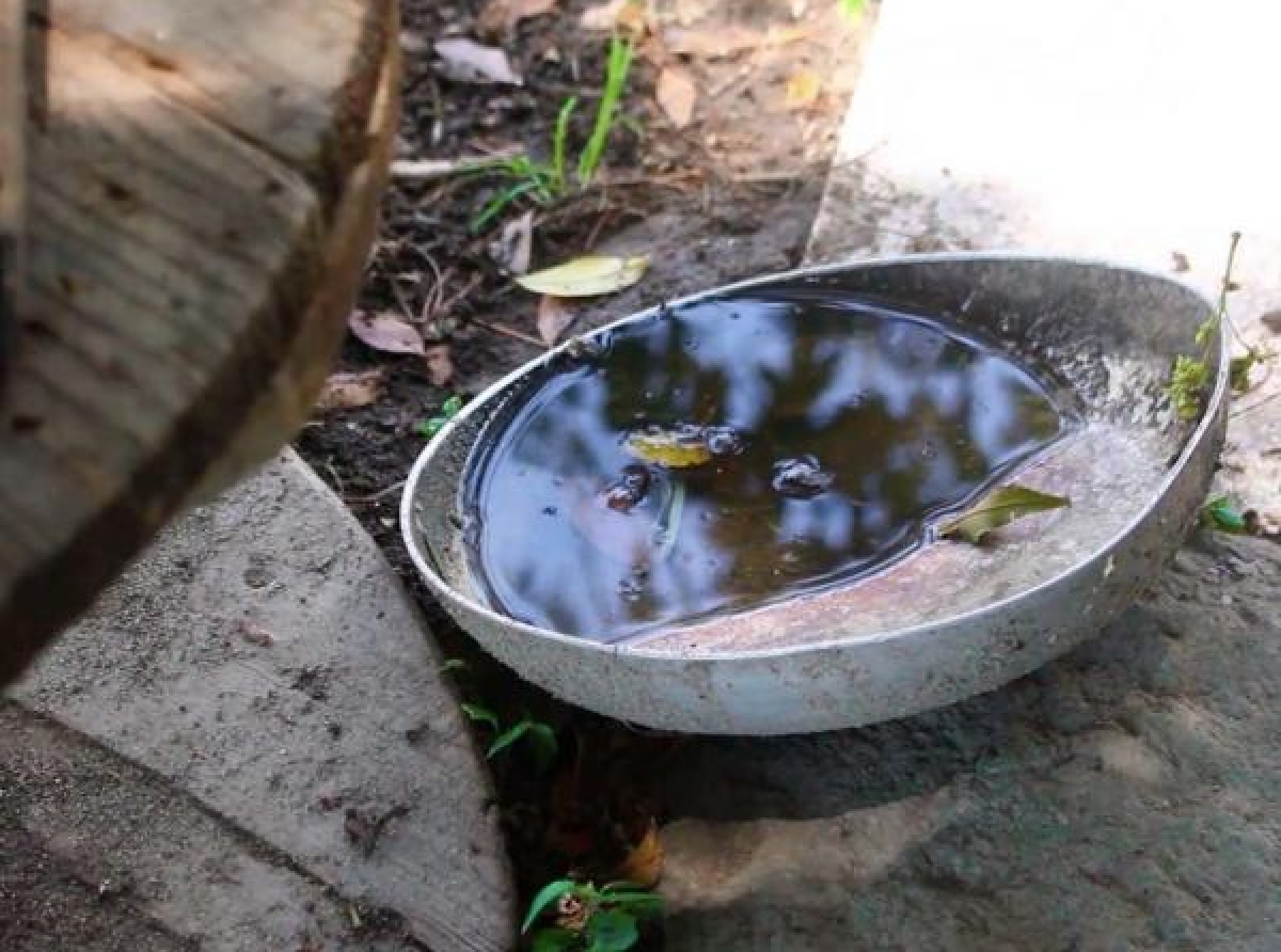 Reporta Salud 32 nuevos contagios por dengue